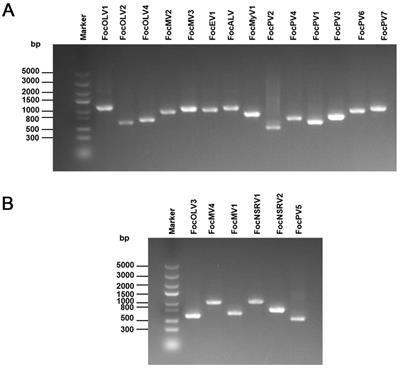 Metatranscriptome-based strategy reveals the existence of novel mycoviruses in the plant pathogenic fungus Fusarium oxysporum f. sp. cubense